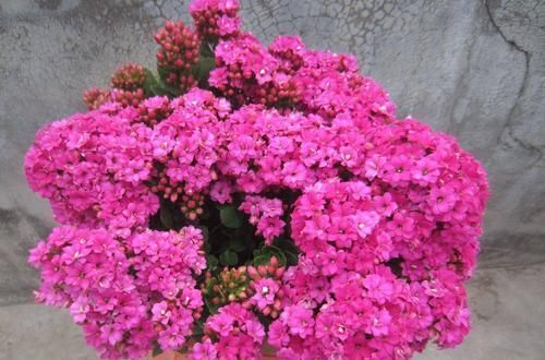 难开|长寿花长花苞后,很难开爆,原因是4点没做好!