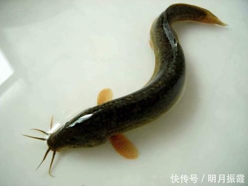 掠食|泥鳅钓鱼,这才是真正一天百十斤的疯狂钓法