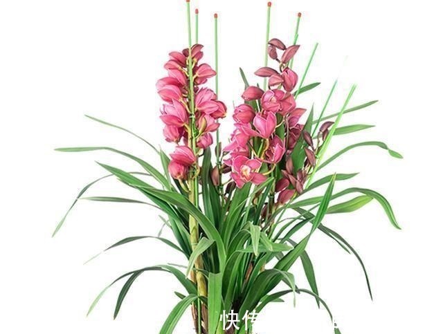 植料|不管养兰花还是君子兰,只要弄明白这一点,咋养也长得好