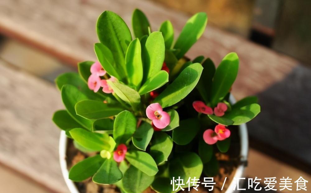 常常被低估的四种花,花期长达小半年,养一盆抵过10盆