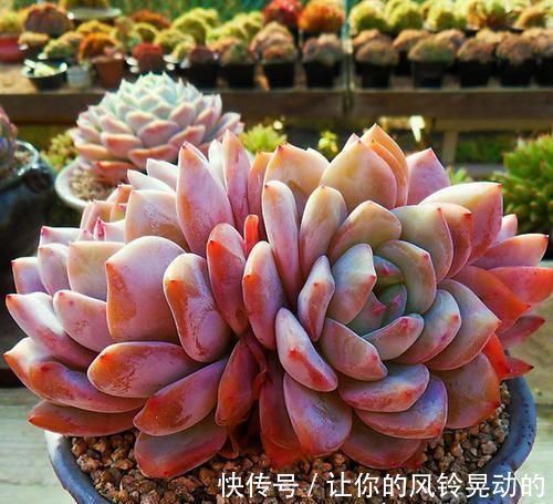 养分|养多肉植物，给它浇2种水，不施肥也能越长越胖！