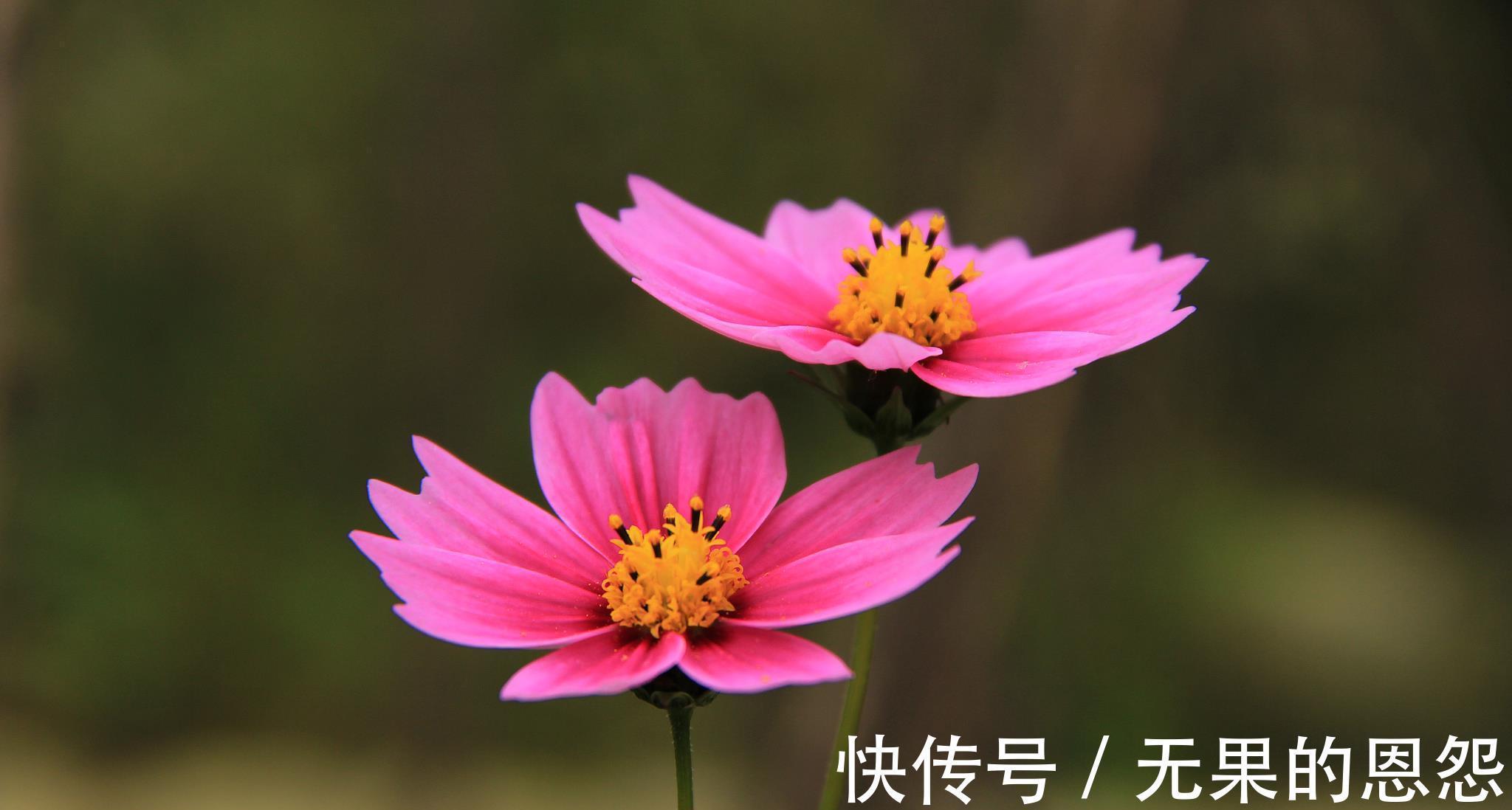 三角梅|进入秋天,10种花很喜欢磷酸二氢钾,早点喂饱,好处多多