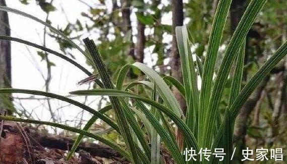 养殖|兰花长得像草，叶片干黄，赶紧此样做，入秋注意3点，长势旺