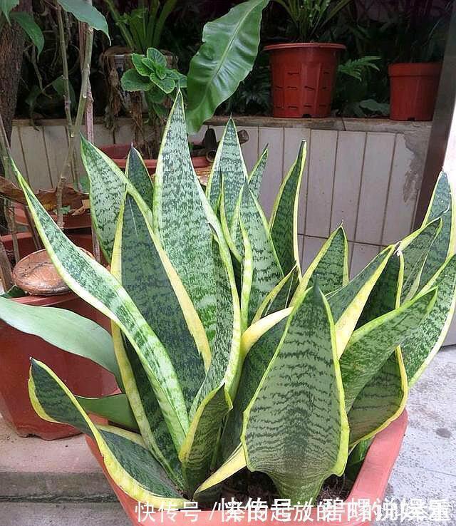 虎皮兰施什么肥2种东西丢盆里，一年不用施肥，叶厚油绿新芽多