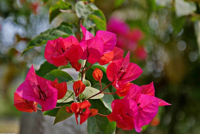 叶子|此花所开出来的花朵和叶子很像，就像是五颜六色的叶子一样