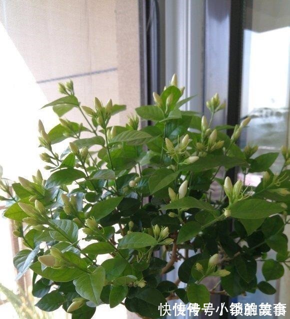 浇水|养茉莉,记住5点“疯狂”,一年开5茬,花开爆盆不是事