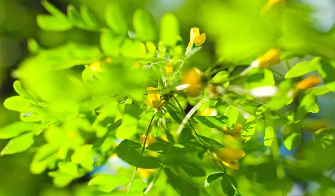 唐多令·惜别&66首惊才绝艳的古诗词,终于找全了,值得永久收藏