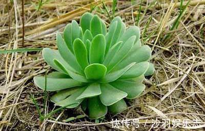 在农村的房顶上这种草处处可见,记得不要拔掉,用途很大