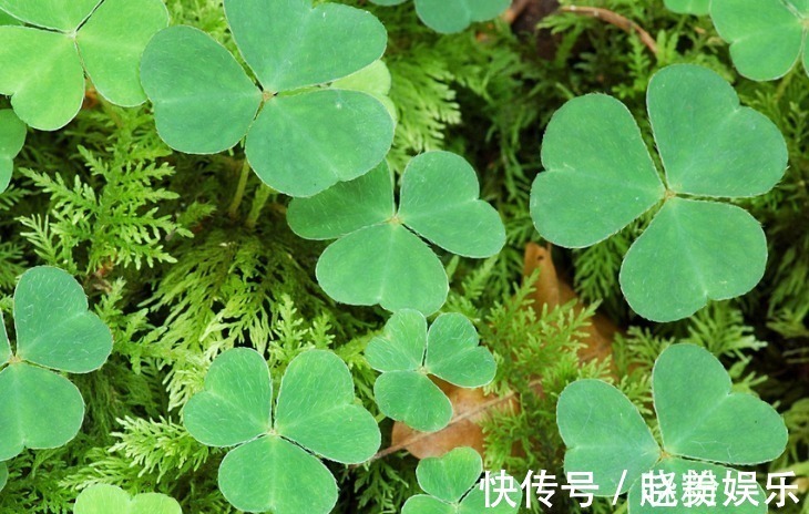 营养价值|农村有可以做菜吃的野草,里边的营养价值很高,吃起来还不错