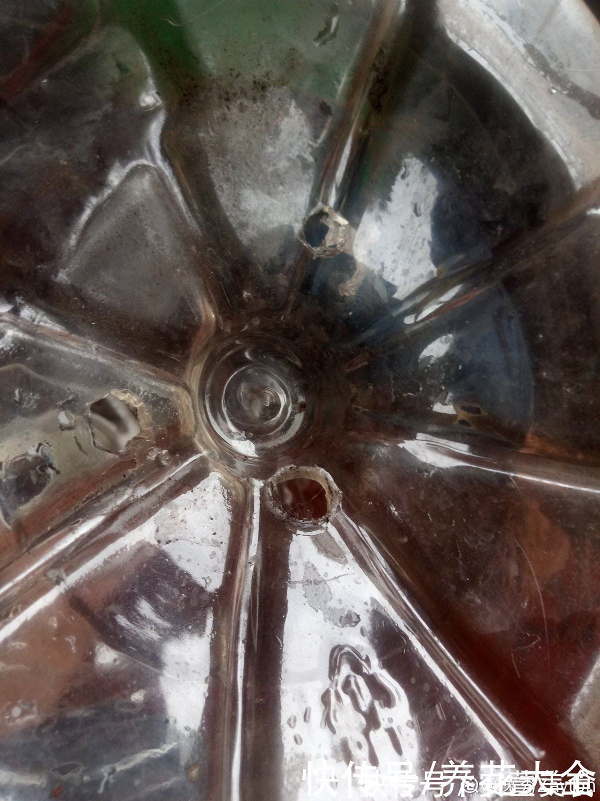 家里的油桶不要扔，拿来种菜养花，省钱又好用