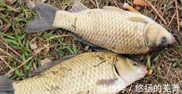 搅拌均匀|这鲫鱼饵果然够狠，头一次试用过了瘾，莫不信，十人有九人还不知！
