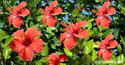 老花农都喜欢的5种花,号称“开花机器”,养几盆四季有花赏!