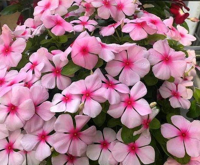 家里几款花卉,便宜又好养,花开香飘溢满屋,阳台变成小花园