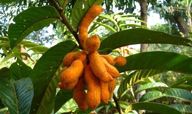 野香蕉|叫不出来名字的野果,每天食一个,越吃越健康