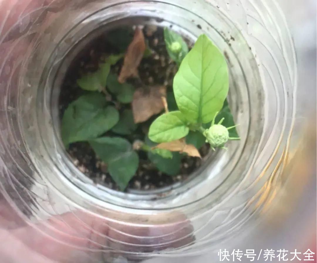 11种常见花，现在扦插，成活率特高