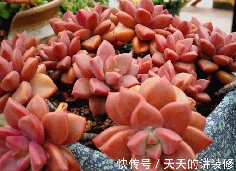 营养土|推荐几款皮实的多肉,不用花钱买营养土,路边的园土就能养出状态