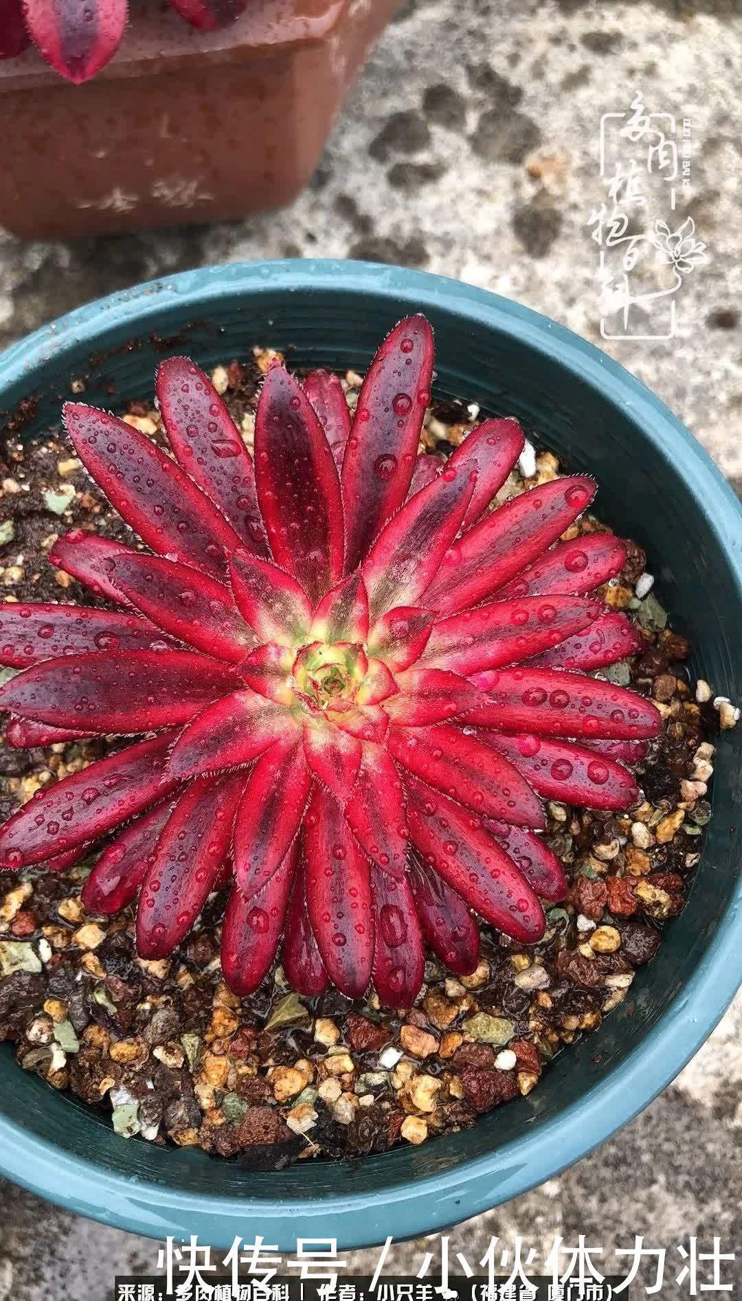 多肉,似星辰大海般的璀璨!