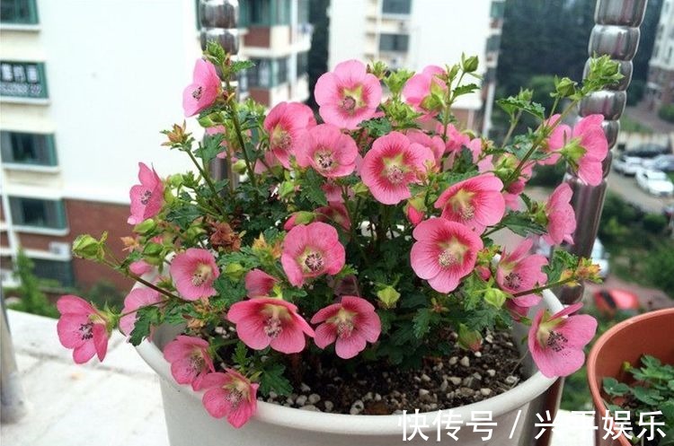 最值得入手的杜鹃花,栽培容易,花色超美,三季开花,是盆栽佳品