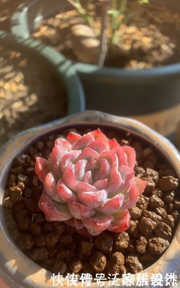 土壤|养多肉,配土很重要?只要会养,配土只是一种方式,无关紧要