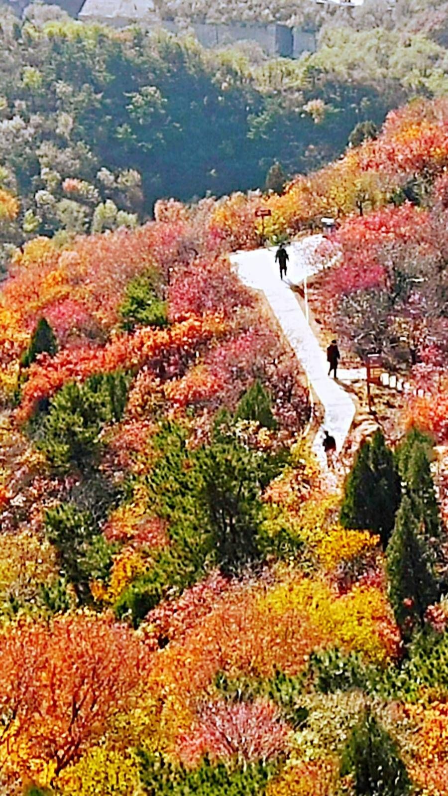 万里长城|巍巍长城亘山川，枫叶流丹，万山红遍，层林尽染，景色万千