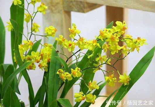 尽可能选择|它一棵开花满屋飘香,而且很好养,因为它自带养分“储存器”!