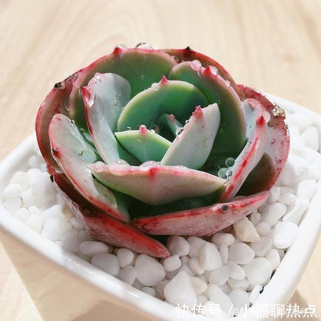 这10种多肉不太好养,爱黑腐、化水,养起来没有成就感