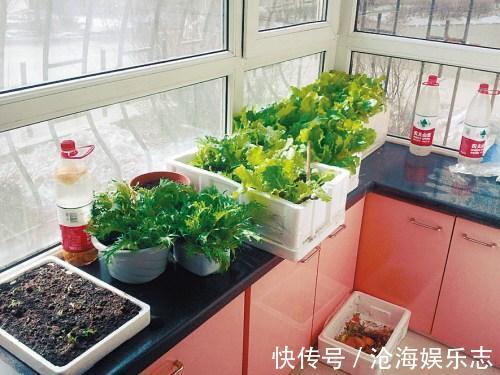 植物|橘子皮，养花的“极品肥”，天然无害，肥效温和