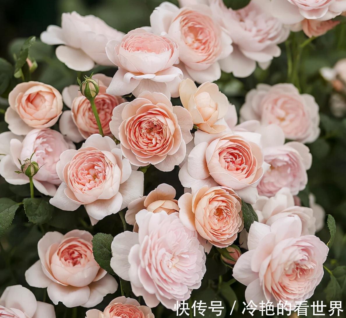 漂亮花|三种“漂亮花”,好养颜值高,却被花友“嫌弃”,不是没道理