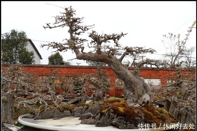 农村一种植物,农民用来做柴火,盆栽漂亮价值翻倍,一盆上千元!