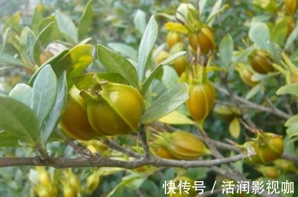 泡水|晚上睡不着此物泡水喝，轻松入睡，打雷都吵不醒