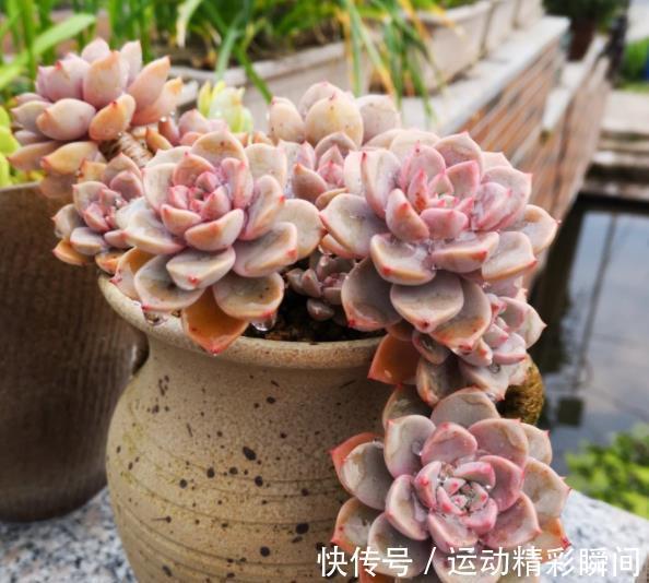 多肉红粉佳人,凭借3个优点让人爱不释手,喜欢多肉别错过
