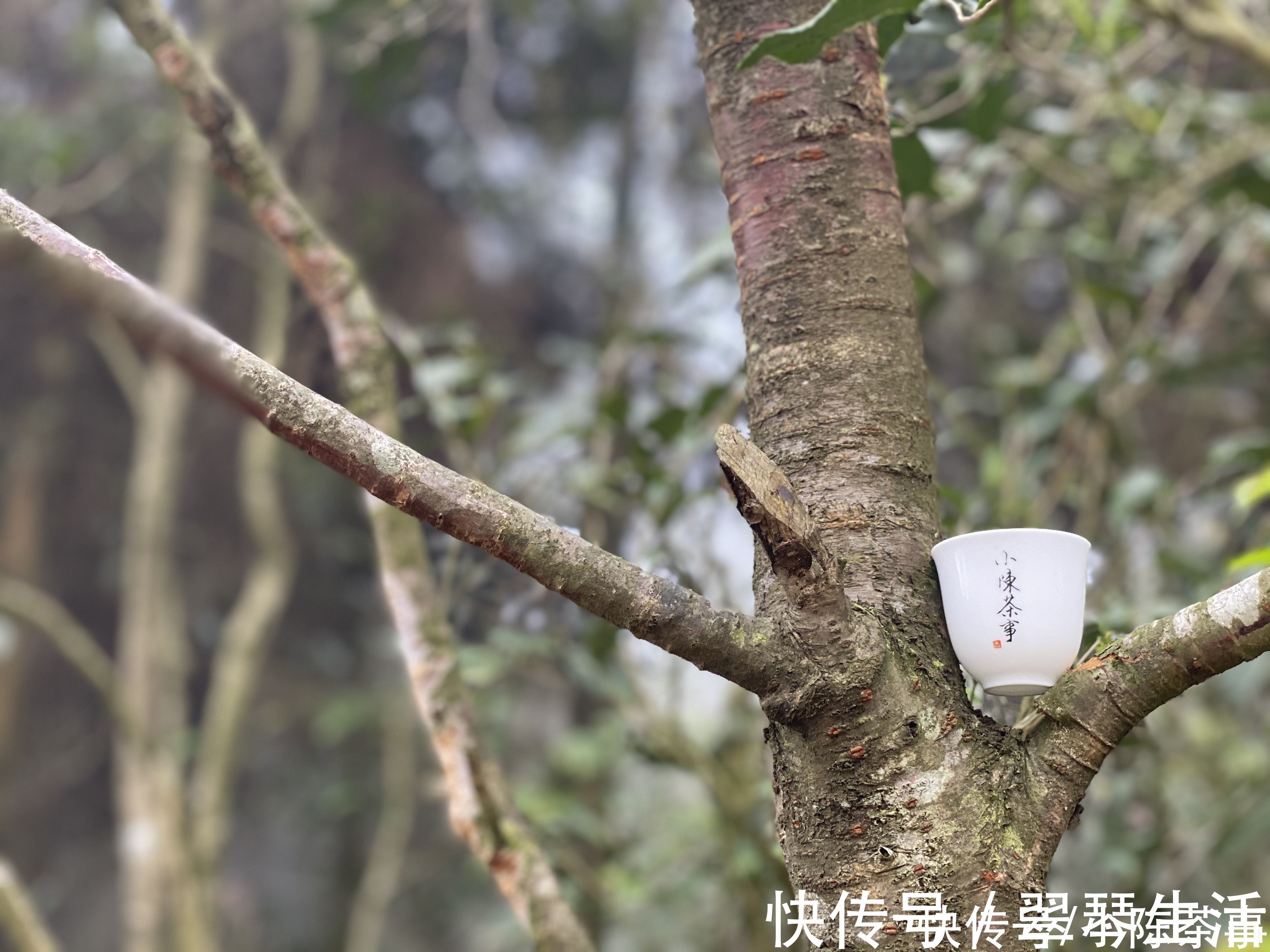 火香#白茶喝起来绿茶差不多,香气都一样?其实它们的香气有3大不同