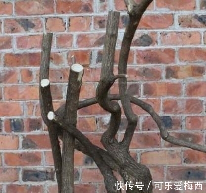 盆景新桩的栽培应该注意什么赶紧看看！