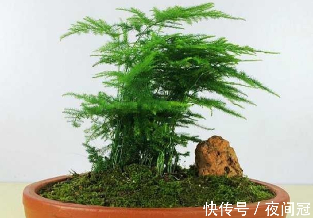 怎样让文竹保持低矮造型?在养护时,只需给它做这几件事