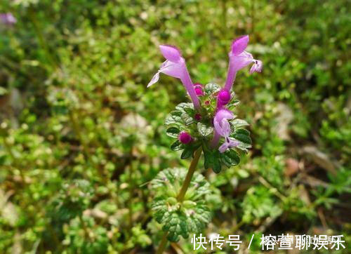接骨莲|农村一种草,被人当野草,却能治筋骨疼痛,是名贵的“接骨莲”