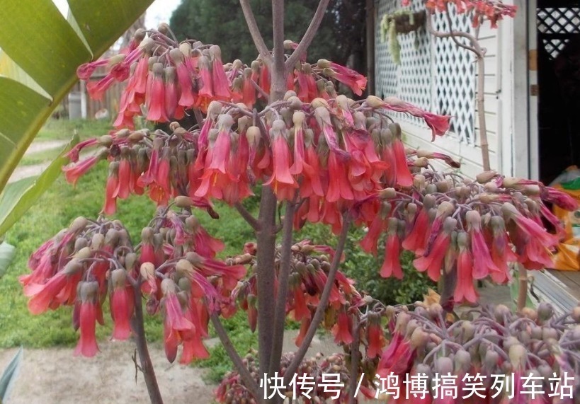 生根剂|秋高气爽,养宫灯长寿花,盆栽牢记4点,冬春花开最盛