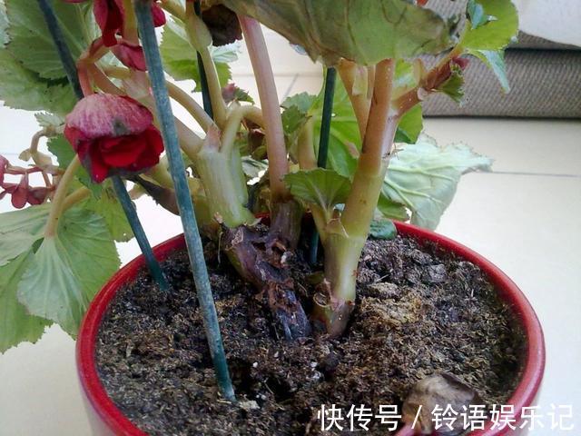 8种“坑人花”,过年谨慎入,没有“高技术”,养一盆枯一盆