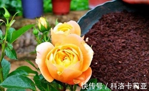 给月季施肥的正确打开方式,了解掌握,冒笋芽花还多,值得收藏!