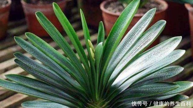 养护|想要君子兰长得快,做好这几个要点,不断长出新叶!