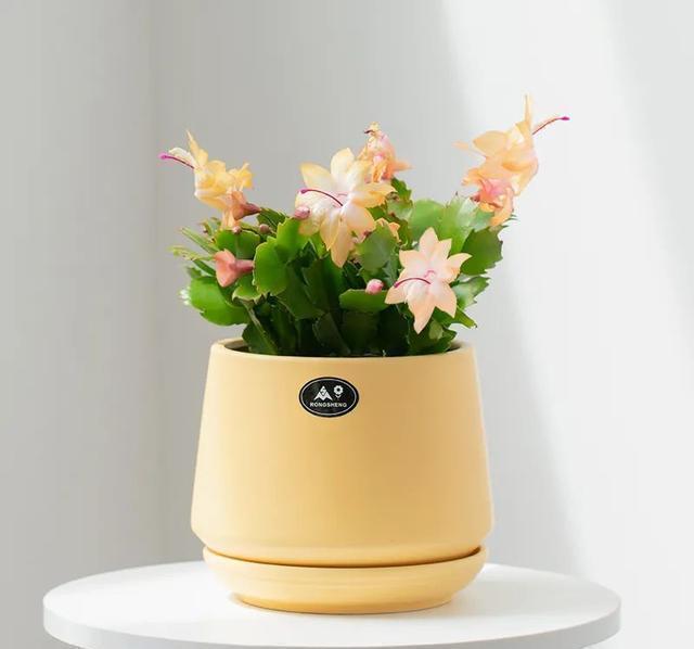 硫酸亚铁|40年老花友的养花浇水秘方,今天分享给大家