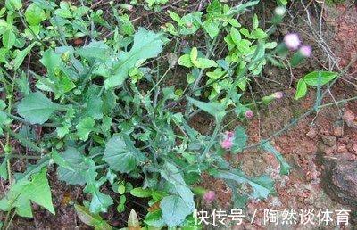 猪菜|2种农村不起眼的野草，既是野菜，又是治病草药，不知道太可惜了