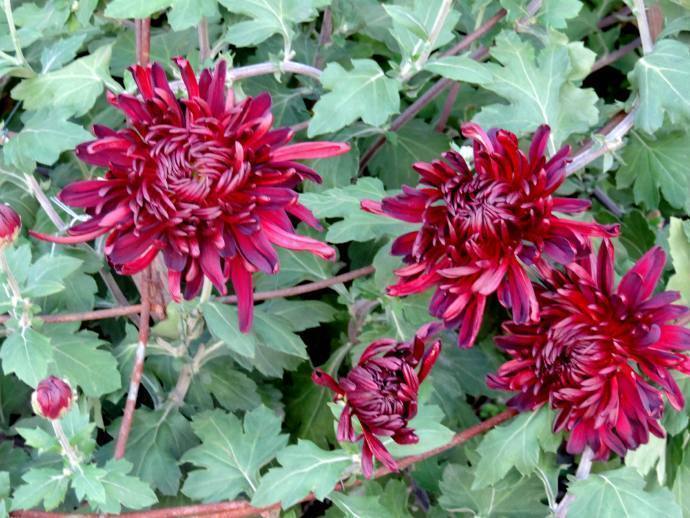 喜欢菊花,不如养盆“菊中之王”墨荷,似墨色莲花,雍容华贵!