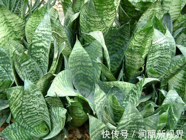 卧室|想要晚上睡得好,卧室花儿不能少!这3种花,让你一觉睡到天亮!