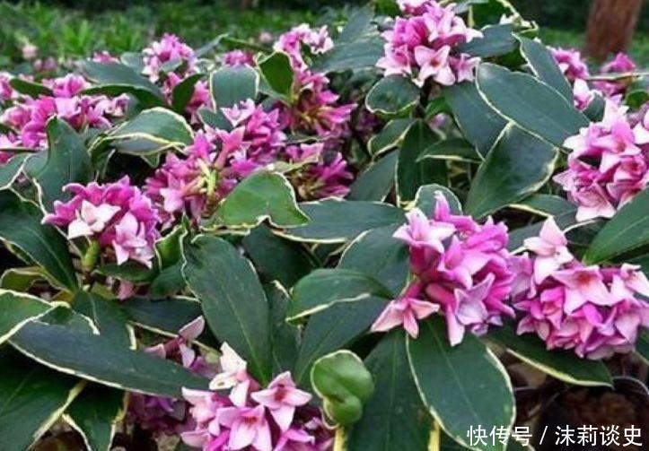 养花试试这几款,花开繁盛花香怡人,养盆放阳台美极了