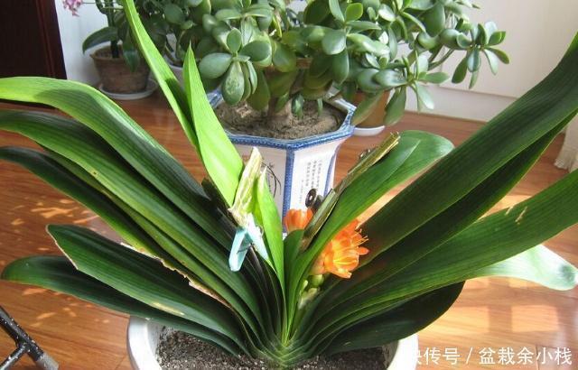 君子兰疯长,冒出5根花箭,是2种肥的功劳,养啥都旺