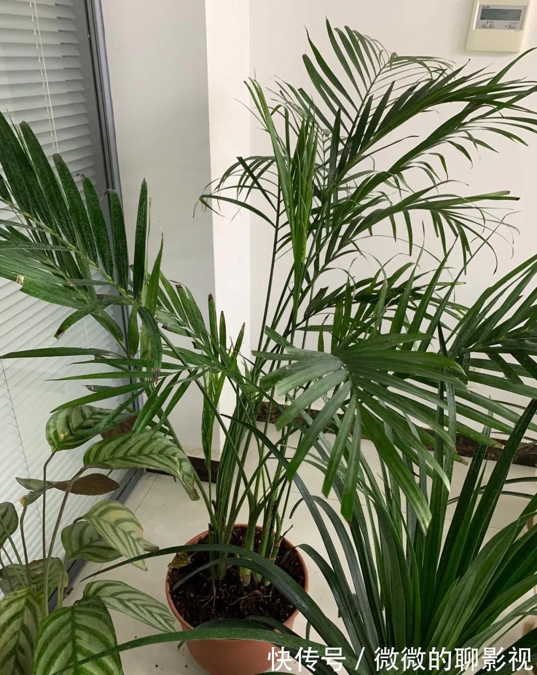 这5种花,越喷水,长得越好,叶子绿的能滴油