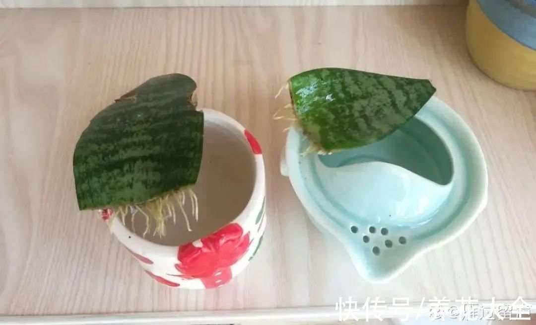 文竹|养花大棚倒闭,“贵货花”路边扔了一地,后悔没带个大麻袋