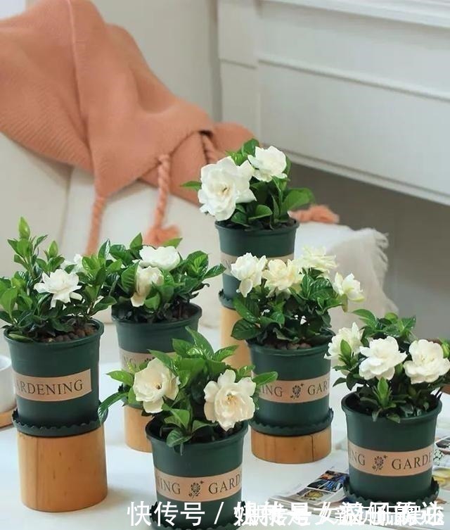 养花有“六戒”、“五忌”,难怪你的花总养不好,原来是犯了忌讳!