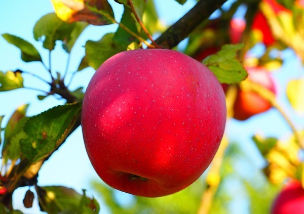 用苹果做的美味,果香浓郁颜值高,制作简单好看又解馋
