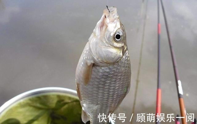 钓鲫鱼总是顶漂正常么？看完邓刚顿口调漂教学，野钓还是顶漂香